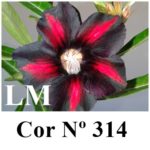 ENXERTO COR LM 314