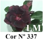 ENXERTO COR LM 337