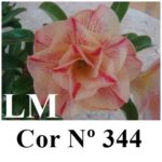 ENXERTO COR LM 344