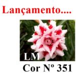 ENXERTO COR LM 351