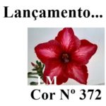 ENXERTO COR LM 372