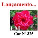 ENXERTO COR LM 375