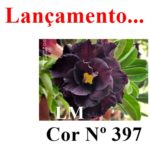 ENXERTO COR LM 397