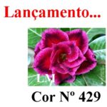 ENXERTO COR LM 429