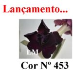 ENXERTO COR LM 453