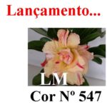ENXERTO COR LM 547