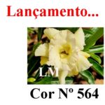 ENXERTO COR LM 564