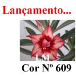 ENXERTO COR LM 609