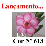 ENXERTO COR LM 613