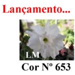 ENXERTO COR LM 653