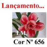 ENXERTO COR LM 656