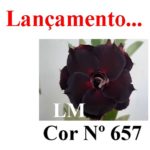 ENXERTO COR LM 657