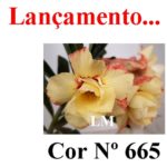 ENXERTO COR LM 665