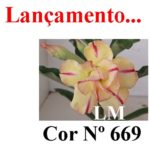 ENXERTO COR LM 669