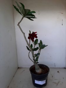 Planta Dobrada 1001 – 40cm – 03 anos - Imagem 2
