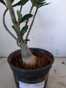 Planta Dobrada 1001 – 40cm – 03 anos - Imagem 5