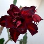 Planta Dobrada 1001 – 40cm – 03 anos