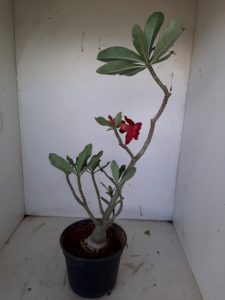 Planta Dobrada 1001 – 40cm – 03 anos - Imagem 6