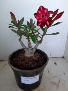 LEILÃO Nº 457 - Imagem 3