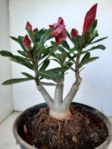 LEILÃO Nº 457 - Imagem 6