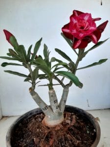 LEILÃO Nº 457 - Imagem 5