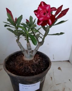 LEILÃO Nº 457 - Imagem 4