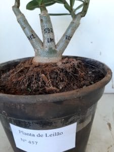 LEILÃO Nº 457 - Imagem 12