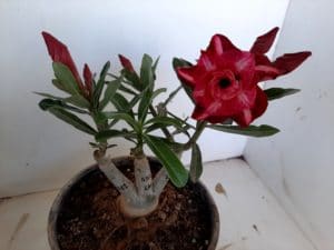 LEILÃO Nº 457 - Imagem 11