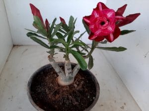 LEILÃO Nº 457 - Imagem 10