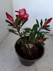 LEILÃO Nº 457 - Imagem 7