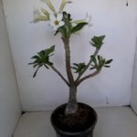 LEILÃO Nº 458 (CRISTATA - Enxerto)