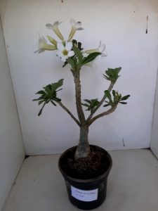 LEILÃO Nº 458 (CRISTATA – Enxerto)