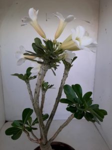 LEILÃO Nº 458 (CRISTATA – Enxerto) - Imagem 13