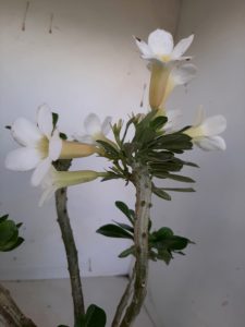 LEILÃO Nº 458 (CRISTATA – Enxerto) - Imagem 12