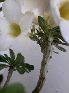 LEILÃO Nº 458 (CRISTATA – Enxerto) - Imagem 11