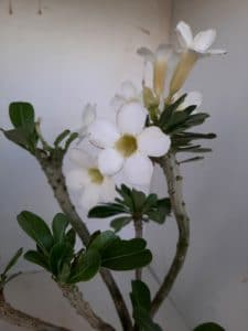 LEILÃO Nº 458 (CRISTATA – Enxerto) - Imagem 10