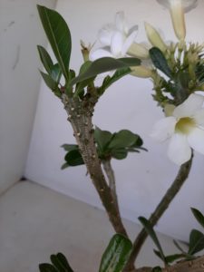 LEILÃO Nº 458 (CRISTATA – Enxerto) - Imagem 9