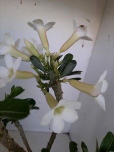 LEILÃO Nº 458 (CRISTATA – Enxerto) - Imagem 8