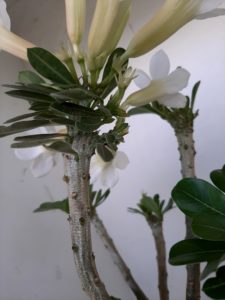 LEILÃO Nº 458 (CRISTATA – Enxerto) - Imagem 6