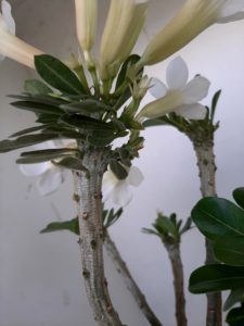 LEILÃO Nº 458 (CRISTATA – Enxerto) - Imagem 5