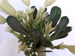 LEILÃO Nº 458 (CRISTATA – Enxerto) - Imagem 4