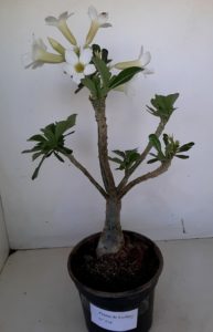 LEILÃO Nº 458 (CRISTATA – Enxerto) - Imagem 21