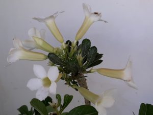 LEILÃO Nº 458 (CRISTATA – Enxerto) - Imagem 3