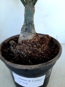 LEILÃO Nº 458 (CRISTATA – Enxerto) - Imagem 20