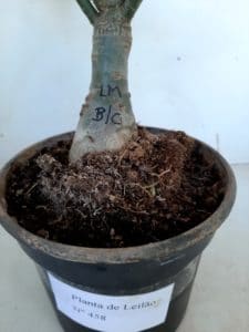 LEILÃO Nº 458 (CRISTATA – Enxerto) - Imagem 19