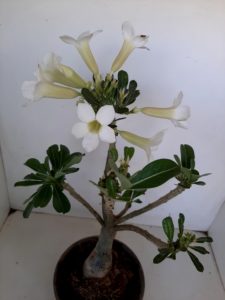 LEILÃO Nº 458 (CRISTATA – Enxerto) - Imagem 18