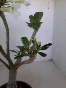 LEILÃO Nº 458 (CRISTATA – Enxerto) - Imagem 17