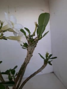 LEILÃO Nº 458 (CRISTATA – Enxerto) - Imagem 16