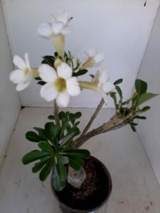 LEILÃO Nº 458 (CRISTATA – Enxerto) - Imagem 15