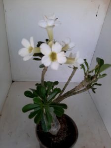 LEILÃO Nº 458 (CRISTATA – Enxerto) - Imagem 14